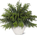 4 PCS Real Touch Norfolk Pine Branches, Artificial Christmas Green Plants Branch Faux Greenery Stem Fake Pine Picks for Vase DIY Crafts Garland Wreath Xmas Indoor Outdoor Decor(17.8 Inches)